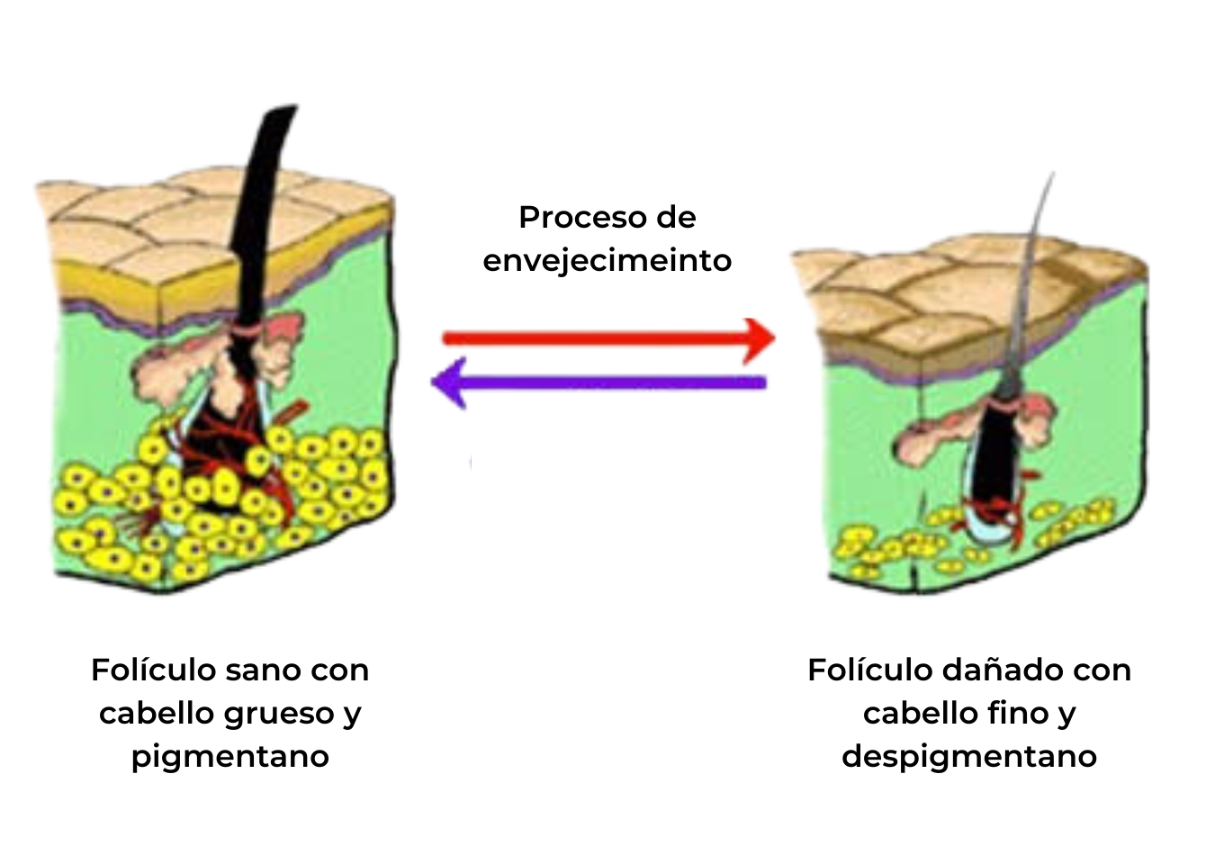 Proeso de envejecimiento